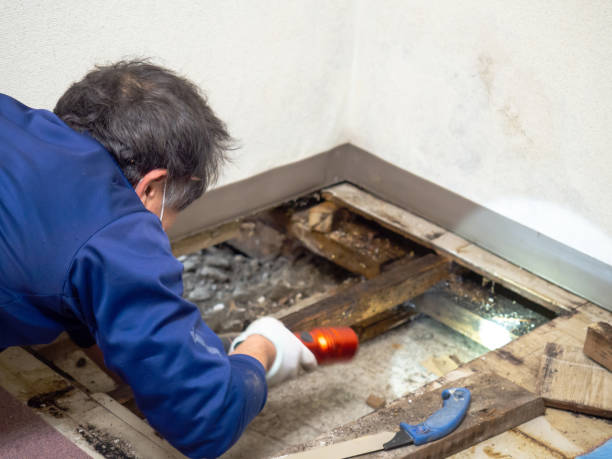 Best Water Damage Restoration  in Haven, KS