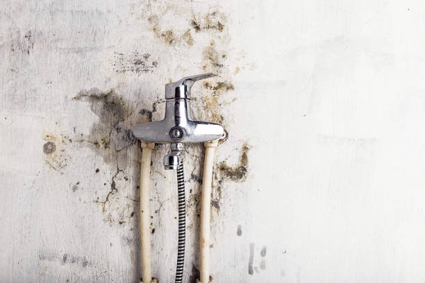 Best Certified Mold Removal  in Haven, KS