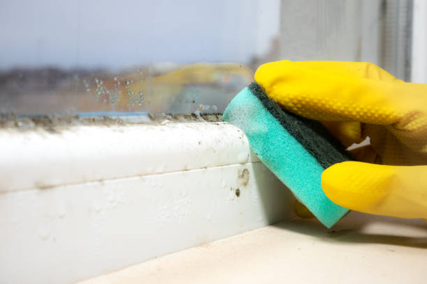 Home Mold Removal in Haven, KS