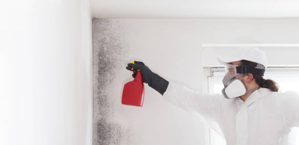Best Home Mold Removal  in Haven, KS