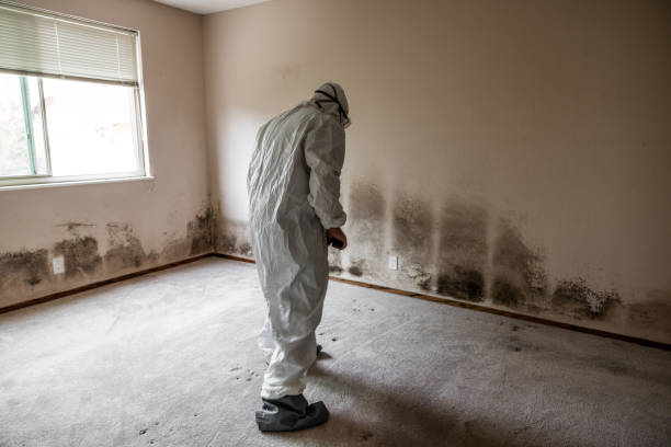 Best Fast Mold Removal  in Haven, KS
