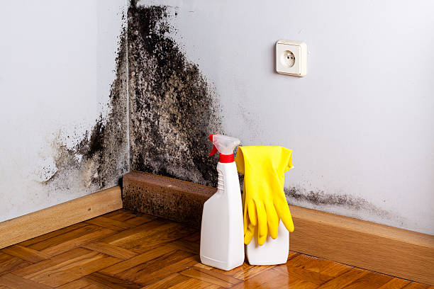 Best Office Mold Removal Services  in Haven, KS