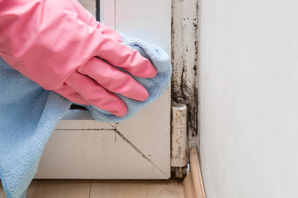 Best Best Mold Removal Companies  in Haven, KS